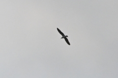 Ichthyaetus ichthyaetus