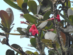 Tabebuia rigida