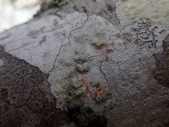 Pertusaria endoxantha