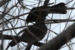 Turdus maximus