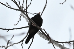 Turdus maximus