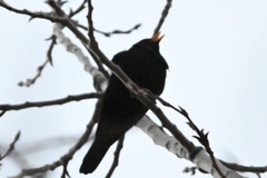 Turdus maximus