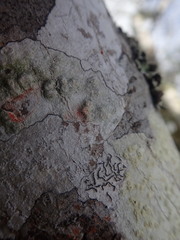 Pertusaria endoxantha