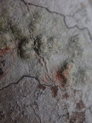 Pertusaria endoxantha