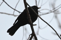 Turdus maximus