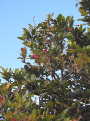 Tabebuia rigida