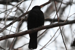Turdus maximus