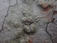 Pertusaria endoxantha