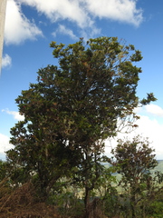 Tabebuia rigida