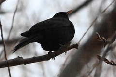 Turdus maximus