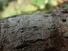 Pertusaria endoxantha