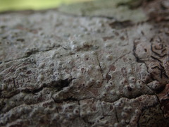 Pertusaria endoxantha