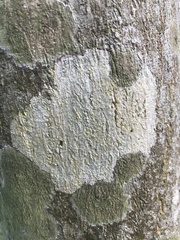 Phaeographis heterochroa