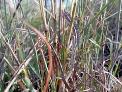 Trioceros bitaeniatus