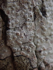 Pertusaria endoxantha