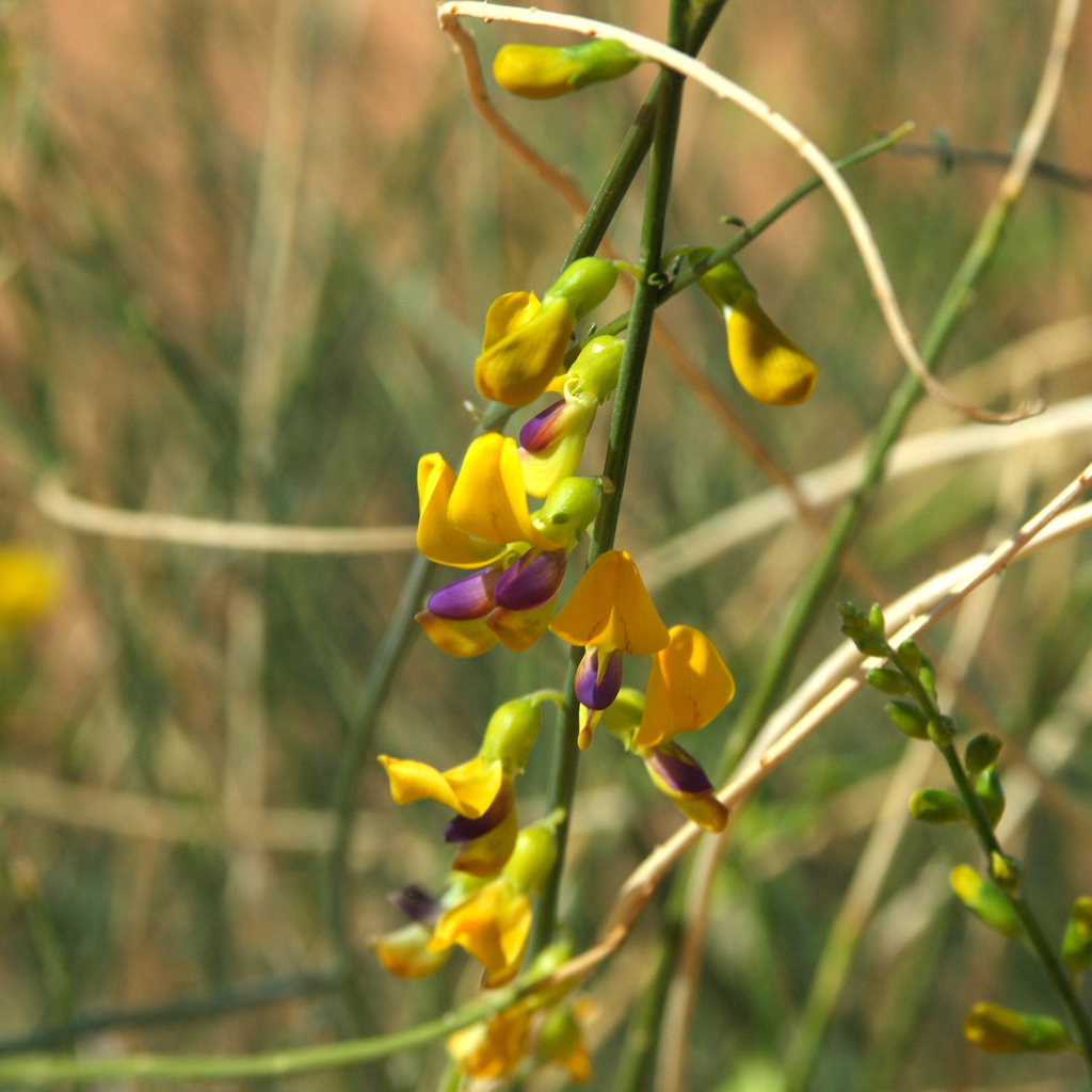 Skeleton Pea
