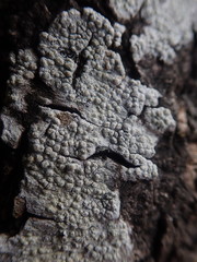 Pertusaria thiospoda