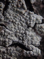 Pertusaria thiospoda