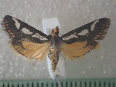 Metallarcha pseliota