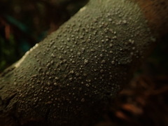 Lepra novaezelandiae