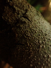 Lepra novaezelandiae