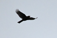 Turdus maximus