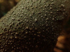Lepra novaezelandiae