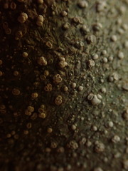 Lepra novaezelandiae