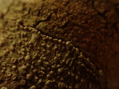 Lepra novaezelandiae
