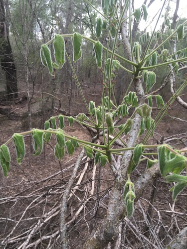 Commiphora grandifolia image