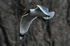 Ichthyaetus ichthyaetus