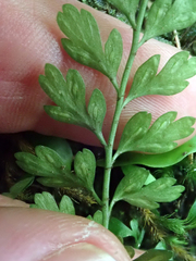 Asplenium cimmeriorum