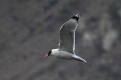 Ichthyaetus ichthyaetus