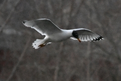 Ichthyaetus ichthyaetus