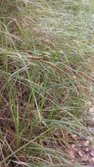 Carex barbarae