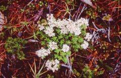 Pimelea buxifolia