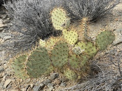Opuntia chlorotica