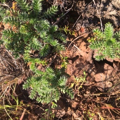 Acaena pinnatifida californica