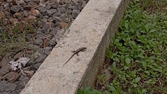 Eutropis multifasciata