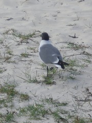 Leucophaeus atricilla