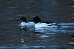 Mergus merganser