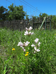 Penstemon cobaea