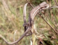 Trioceros bitaeniatus