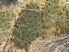 Opuntia chlorotica