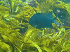 Parma alboscapularis