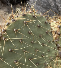 Opuntia chlorotica
