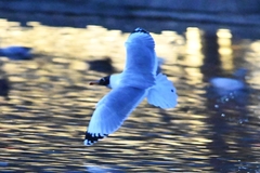 Ichthyaetus ichthyaetus