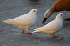 Columba livia domestica