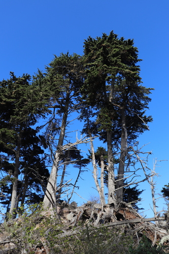 Hesperocyparis macrocarpa