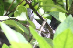 Columbina inca